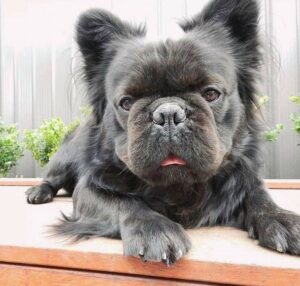 What Are Long-Haired French Bulldogs and How Rare Are They?