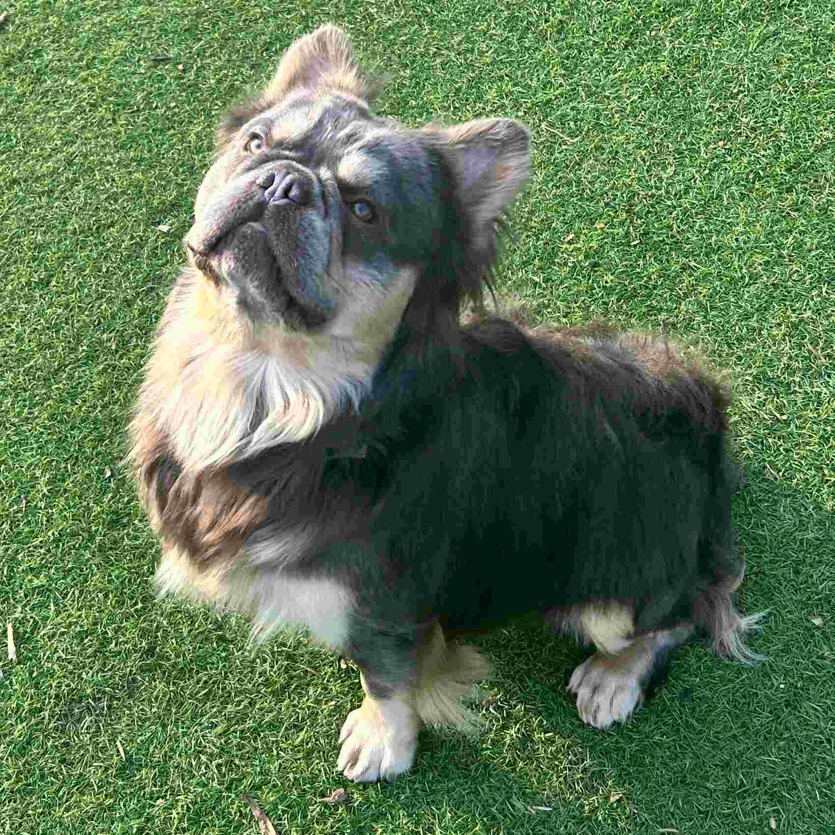 What Are Long-Haired French Bulldogs and How Rare Are They 