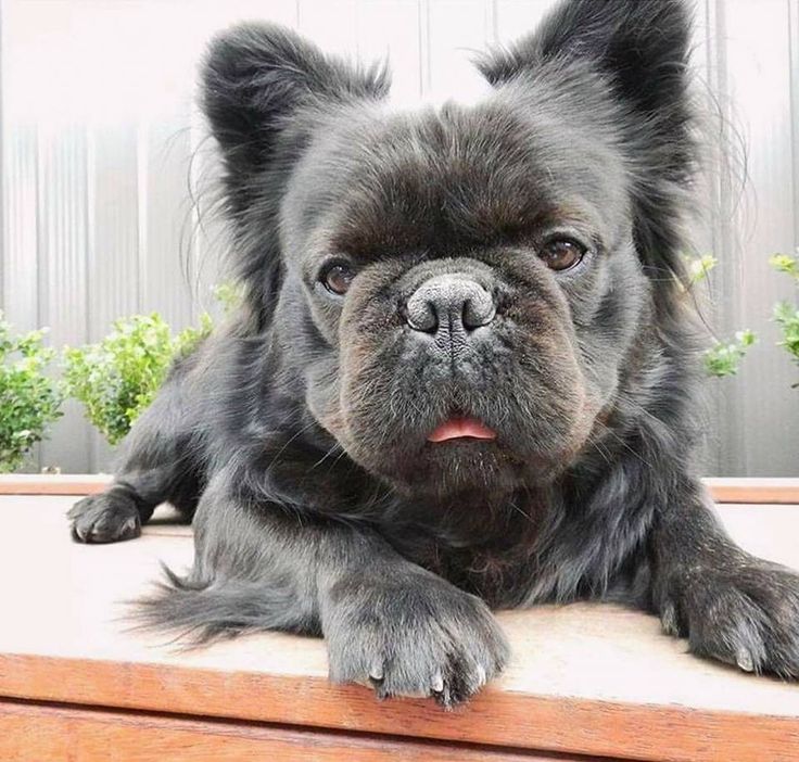 What Are Long-Haired French Bulldogs and How Rare Are They?