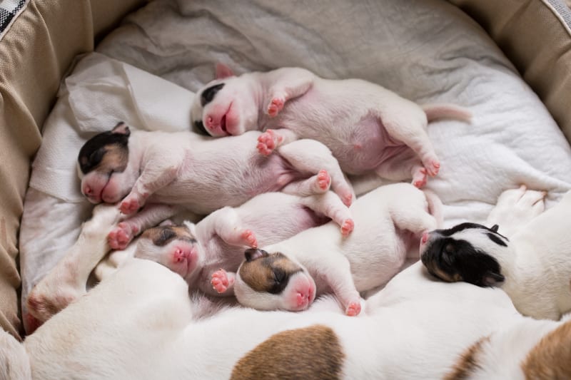 The True Cost of a bulldog Dog C-Section: Plan Ahead to Protect Your Pet and Budget