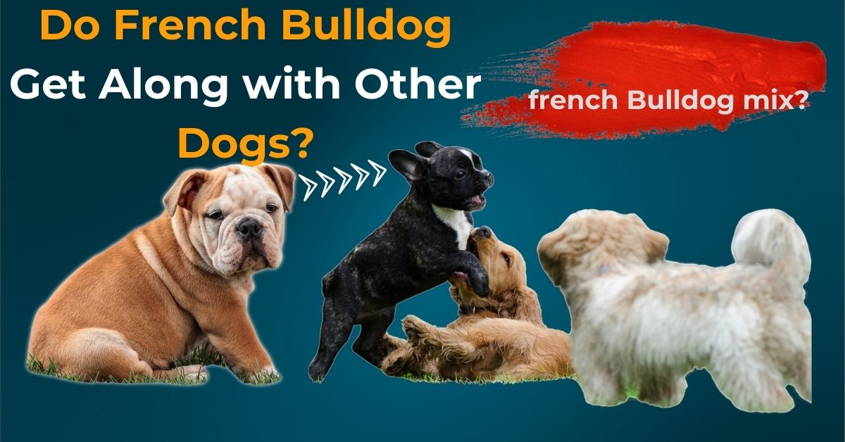 Do French Bulldogs Get Along with Other Dogs