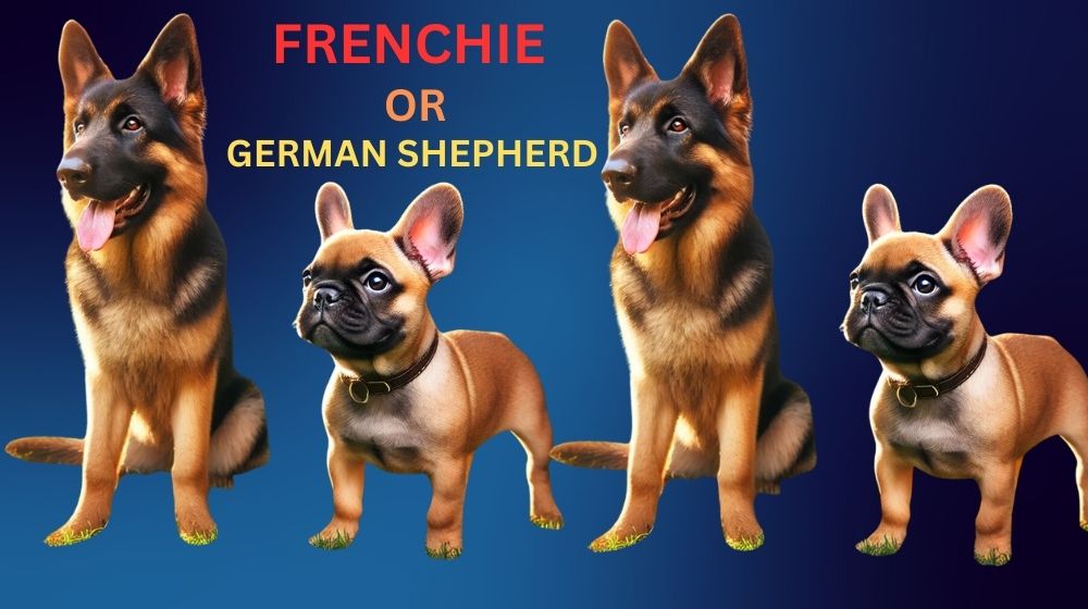 Do German Shepherds Get Along with French Bulldogs?