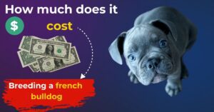 How much does it cost to breed a french bulldog