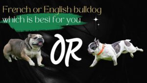 French or English bulldog which is best for you