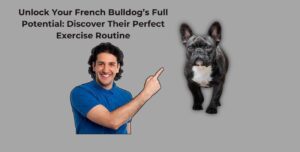 French bulldog exercise requirements