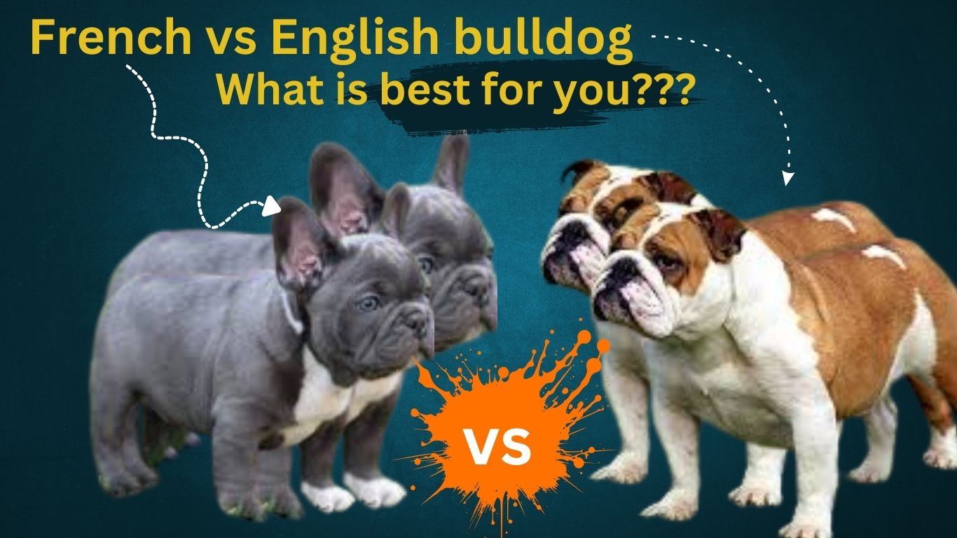 French vs english bulldog which is right for you